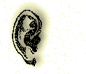 an ear